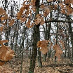 Quercus bebbiana Bebb's Oak seed for sale 