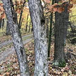 Quercus bebbiana Bebb's Oak seed for sale 