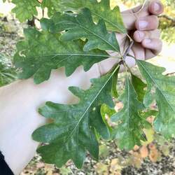 Quercus bebbiana Bebb's Oak seed for sale 