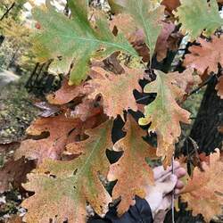 Quercus bebbiana Bebb's Oak seed for sale 