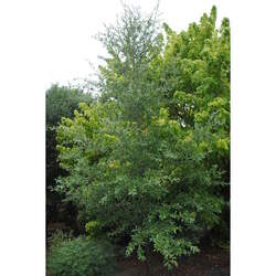 Quercus graciliformis Chisos Oak, Slender Oak seed for sale 