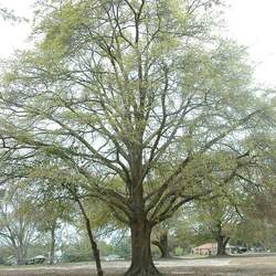 Quercus hemisphaerica Darlington Oak, Laurel Oak, Sand Laurel Oak, Laurel-leaf Oak seed for sale 