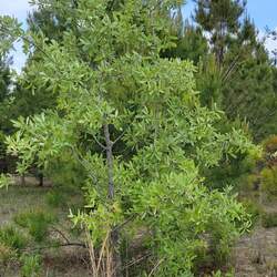 Quercus incana Bluejack Oak, Turkey Oak, Sand Jack seed for sale 