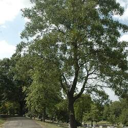 Quercus laevis Turkey Oak seed for sale 