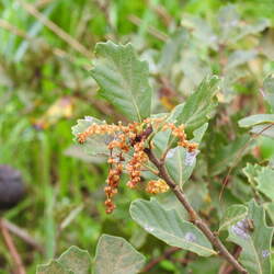 Quercus lusitanica Dyer's Oak, Gall Oak, Lusitanian Oak seed for sale 