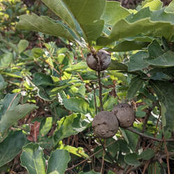 Quercus lusitanica Dyer's Oak, Gall Oak, Lusitanian Oak seed for sale 