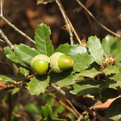 Quercus lusitanica Dyer's Oak, Gall Oak, Lusitanian Oak seed for sale 