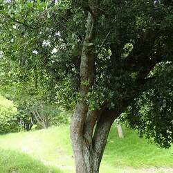 Quercus phillyraeoides Ubame Oak seed for sale 