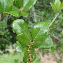 Quercus phillyraeoides Ubame Oak seed for sale 