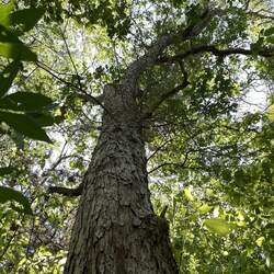 Quercus sinuata  sinuata Bastard Oak, Durand White Oak, Durand Oak seed for sale 