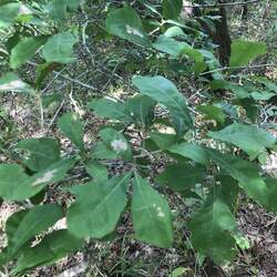 Quercus sinuata  sinuata Bastard Oak, Durand White Oak, Durand Oak seed for sale 