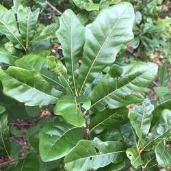 Quercus sinuata  sinuata Bastard Oak, Durand White Oak, Durand Oak seed for sale 