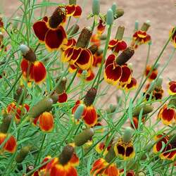 Ratibida columnifera Upright Prairie Coneflower seed for sale 