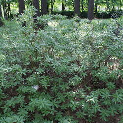 Rhododendron occidentale Western Azalea seed for sale 