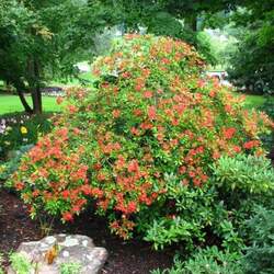 Rhododendron prunifolium Plumleaf Azalea seed for sale 