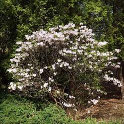 Rhododendron schlippenbachii Royal Azalea seed for sale 