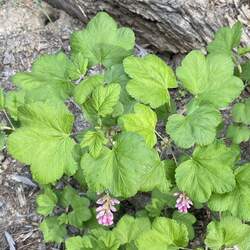 Ribes nevadaense Sierra Currant, Sierran Currant, Pink Mountain Currant seed for sale 