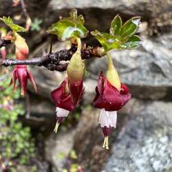 Ribes roezlii Sierra Gooseberry seed for sale 