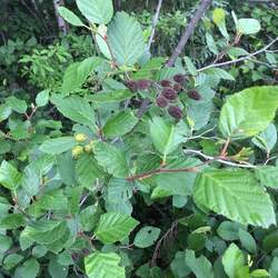 Alnus crispa Mountain Alder seed for sale 