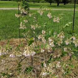 Robinia hispida  fertilis Bristly Locust, Rose Acacia, Rose Locust seed for sale 