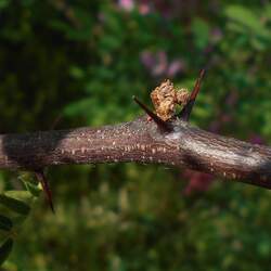 Robinia kelseyi Alleghany Moss Locust, Kelsey's Locust seed for sale 