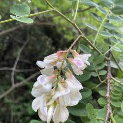 Robinia viscosa Clammy Locust seed for sale 