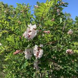 Robinia viscosa Clammy Locust seed for sale 