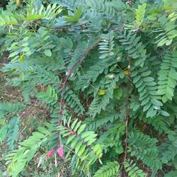 Robinia viscosa Clammy Locust seed for sale 