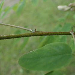 Robinia viscosa Clammy Locust seed for sale 