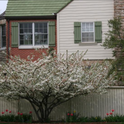 Malus sargentii   Roselow Roselow Sargent's Crab Apple seed for sale 