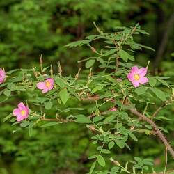 Rosa acicularis Prickly Wild Rose seed for sale 