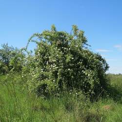 Rosa canina Dog Rose, Brier Rose, Dog Brier seed for sale 