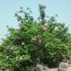 Rosa davurica Amur Rose, Cinnamon Rose, Daurian Rose seed for sale 