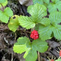 Rubus arcticus Arctic Raspberry, Arctic Bramble seed for sale 