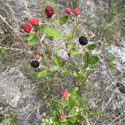 Rubus cuneifolius Sand Blackberry seed for sale 