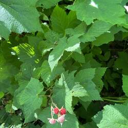 Rubus parviflorus Thimbleberry seed for sale 