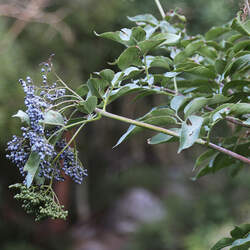 Sambucus mexicana Mexican Elderberry seed for sale 