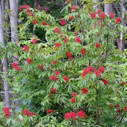 Sambucus pubens Red Elderberry, Scarlet Elderberry seed for sale 