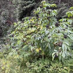 Sambucus racemosa pubens melanocarpa Black Elderberry seed for sale 