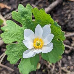 Sanguinaria canadensis Bloodroot seed for sale 