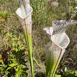 Sarracenia leucophylla Crimson Pitcherplant, White Pitcher Plant, White-Topped Pitcher Plant seed for sale 