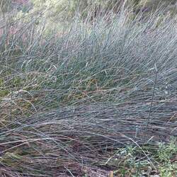 Schoenoplectus acutus  occidentalis Common Tule, Giant Bulrush seed for sale 