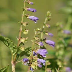 Scutellaria lateriflora Blue Skullcap, Side-flowering Skullcap seed for sale 