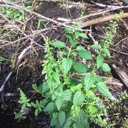 Scutellaria lateriflora Blue Skullcap, Side-flowering Skullcap seed for sale 