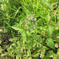 Scutellaria lateriflora Blue Skullcap, Side-flowering Skullcap seed for sale 