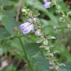 Scutellaria lateriflora Blue Skullcap, Side-flowering Skullcap seed for sale 