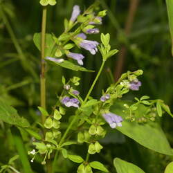 Scutellaria lateriflora Blue Skullcap, Side-flowering Skullcap seed for sale 