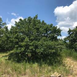 Quercus acerifolia Mapleleaf Oak seed for sale 