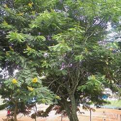 Senna siamea Siamese Cassia, Kassod Tree seed for sale 