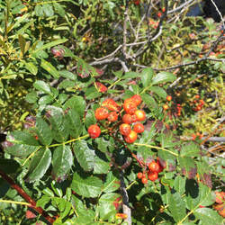 Sorbus californica     dried berries California Mountain Ash seed for sale 